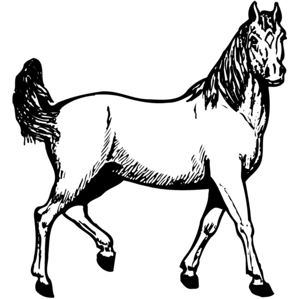 HORSE041 Thumbnail