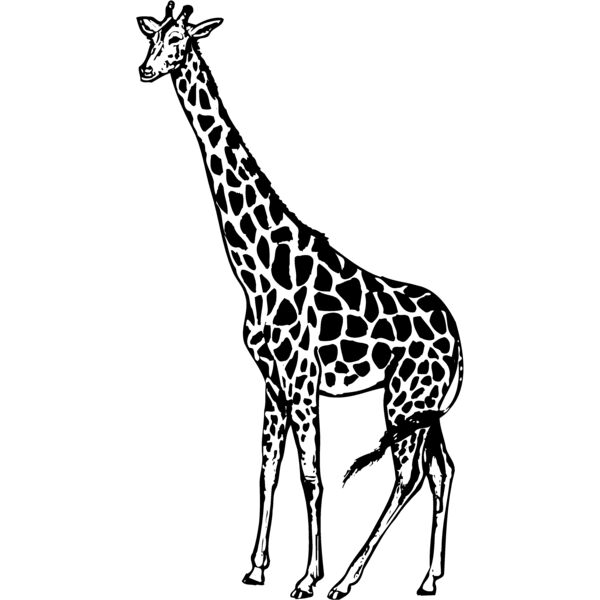 GIRAFF01 Thumbnail