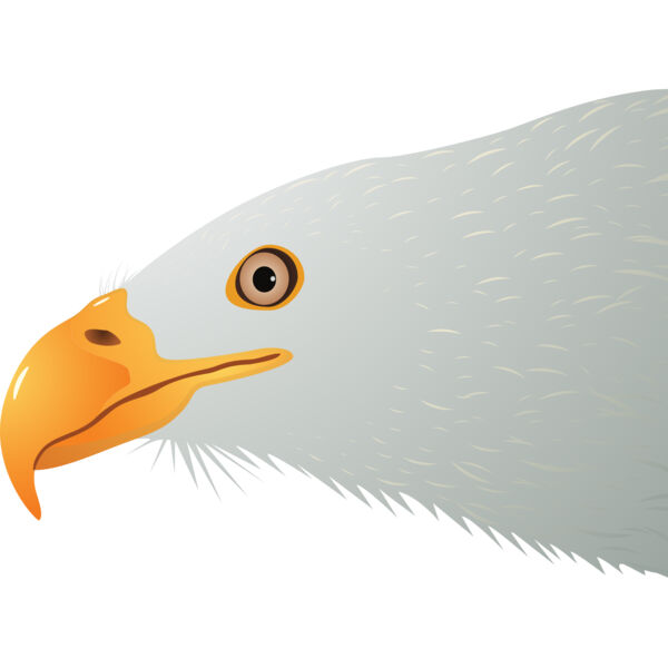 USA America Bald Eagle 3 Thumbnail